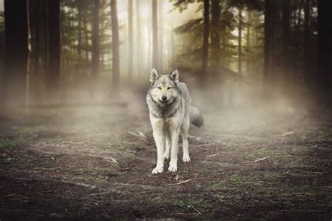  La Danse du Loup Solitaire: Mélodies Celtiques qui S'Élancent à Travers un Paysage Sonore Mystique